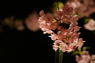 DSC07259.JPG