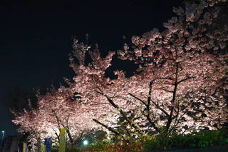 DSC_0521.JPG